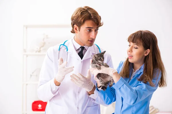 Arts en assistent in dierenkliniek controleren kitten — Stockfoto