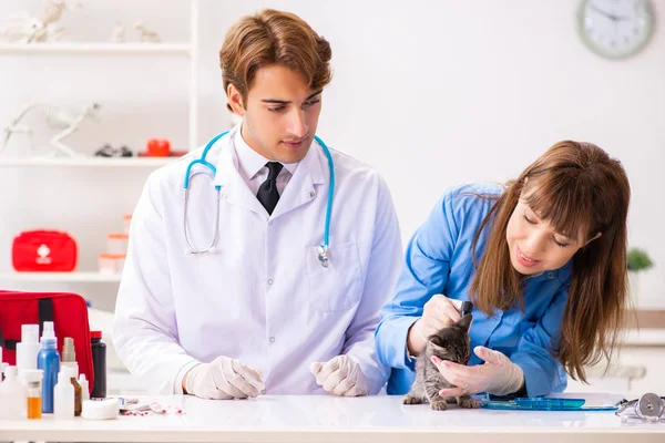 Médico y asistente en clínica veterinaria revisando gatito —  Fotos de Stock