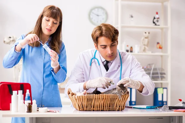 Doktor a asistent na veterinářské klinice kontrolují kotě — Stock fotografie