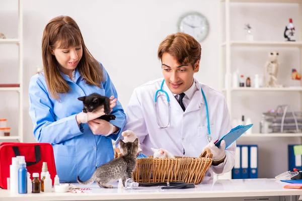 Arts en assistent in dierenkliniek controleren kitten — Stockfoto