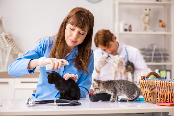 Médico e assistente na clínica veterinária verificando gatinho — Fotografia de Stock