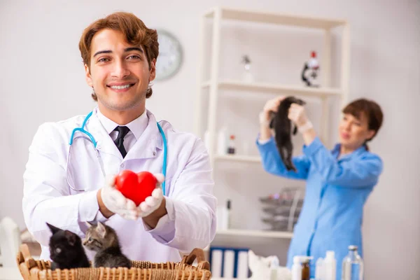 Médico e assistente na clínica veterinária verificando gatinho — Fotografia de Stock