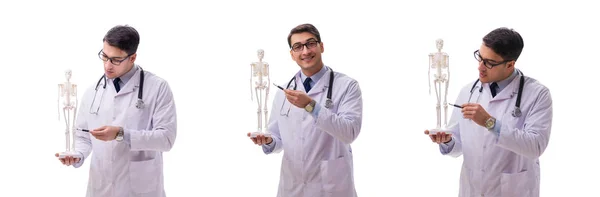Yong férfi orvos csontváz izolált fehér — Stock Fotó