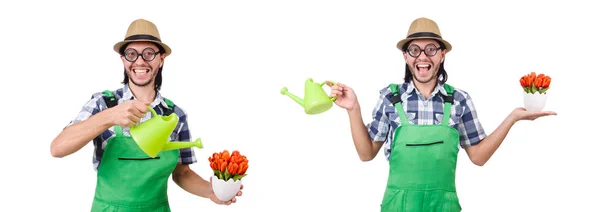 Unga roliga trädgårdsmästare med tulpaner och vattenkanna isolerade oin w — Stockfoto