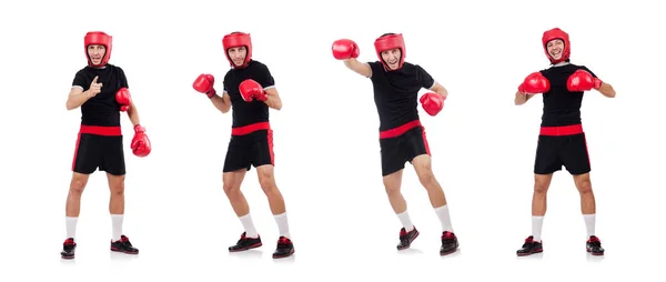 Boxer engraçado isolado no branco — Fotografia de Stock
