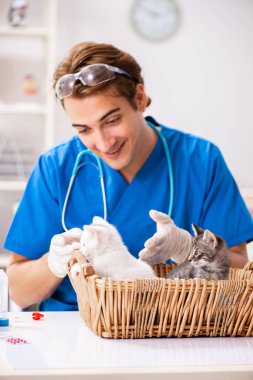 Hayvan hastanesinde kedileri muayene eden veteriner.