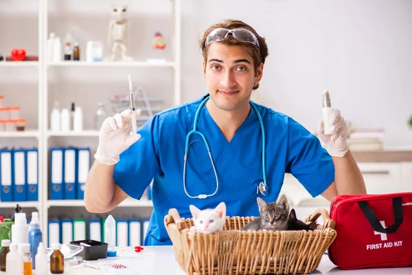 Vet doctor examining kittens in animal hospital