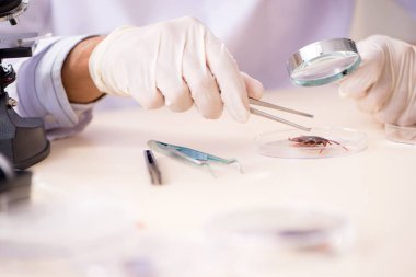 Erkek böcekbilimci laboratuvarda yeni türler üzerinde çalışıyor.