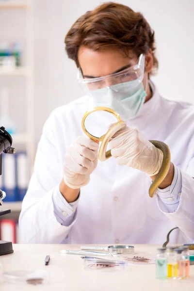 薬物合成のためにヘビから毒を抽出する男性科学者 — ストック写真