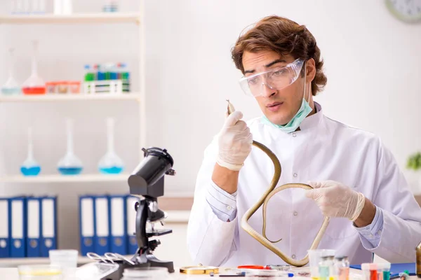 Male scientist extracting poison from snake for drug synthesis — Stock Photo, Image