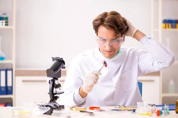 Mužský entomolog pracující v laboratoři na nových druzích — Stock fotografie