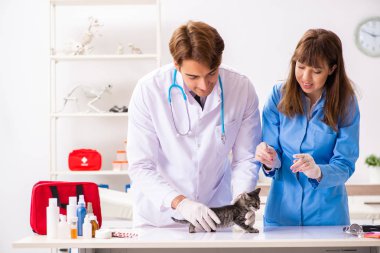 Veteriner kliniğindeki doktor ve asistan kedi yavrusunu kontrol ediyor.