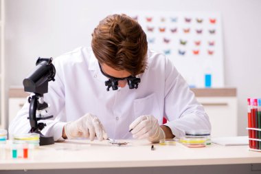 Bilim adamı böcek bilimci yeni kelebek türlerini inceliyor