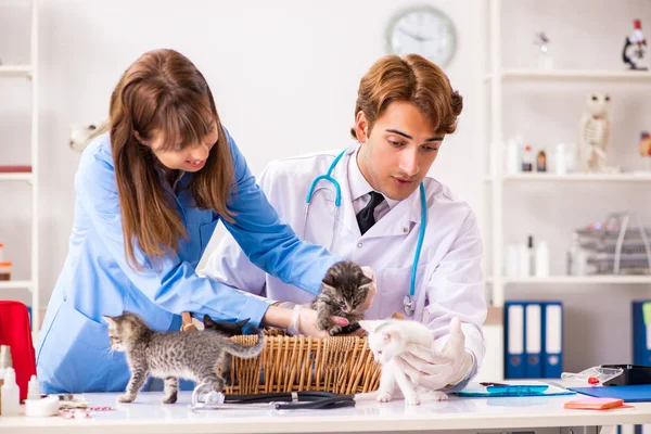 Médico y asistente en clínica veterinaria revisando gatito — Foto de Stock