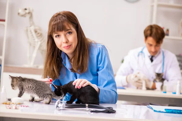 Médico e assistente na clínica veterinária verificando gatinho — Fotografia de Stock