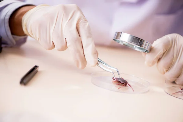 Enteromólogo masculino trabajando en el laboratorio en nuevas especies —  Fotos de Stock