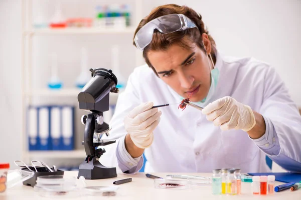 Male entomologist working in the lab on new species — Stock Photo, Image