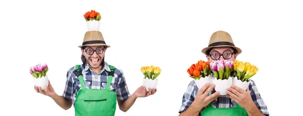 Homme jardinier avec des fleurs sur blanc — Photo