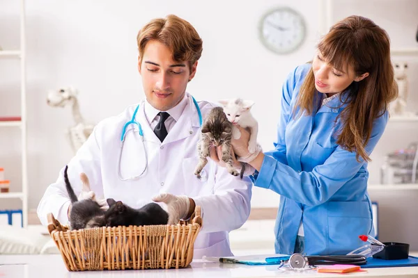 Doctor and assistant in vet clinic checking up kitten — Stock Photo, Image