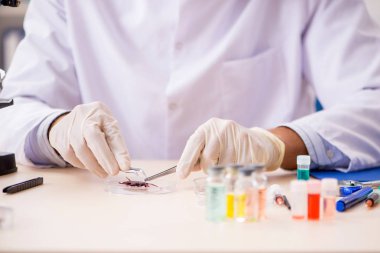 Erkek böcekbilimci laboratuvarda yeni türler üzerinde çalışıyor.