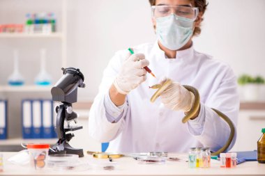 Erkek bilim adamı uyuşturucu sentezi için yılandan zehir çıkarıyor.