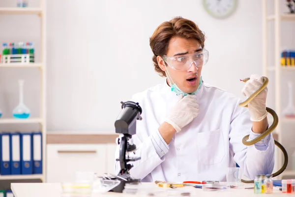 Male scientist extracting poison from snake for drug synthesis — Stock Photo, Image