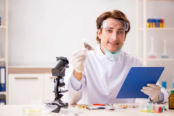 Male entomologist working in the lab on new species — Stock Photo, Image