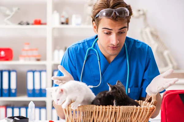 Vet doctor examining kittens in animal hospital