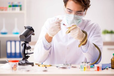 Erkek bilim adamı uyuşturucu sentezi için yılandan zehir çıkarıyor.