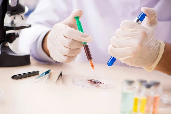 Enteromólogo masculino trabajando en el laboratorio en nuevas especies — Foto de Stock