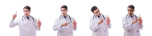 Чоловік-лікар зі скелетом ізольований на білому — стокове фото
