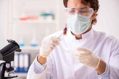 Erkek böcekbilimci laboratuvarda yeni türler üzerinde çalışıyor.