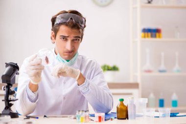 Erkek böcekbilimci laboratuvarda yeni türler üzerinde çalışıyor.