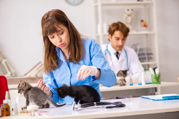 Médico e assistente na clínica veterinária verificando gatinho — Fotografia de Stock