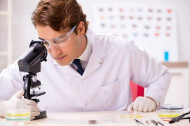 Bilim adamı böcek bilimci yeni kelebek türlerini inceliyor