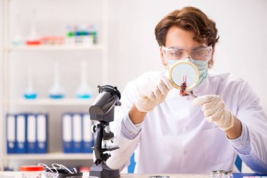 Erkek böcekbilimci laboratuvarda yeni türler üzerinde çalışıyor.