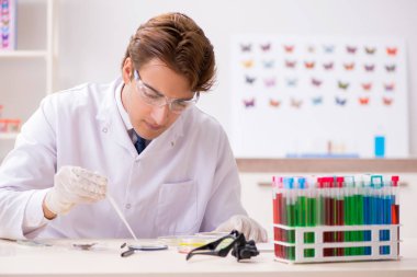 Bilim adamı böcek bilimci yeni kelebek türlerini inceliyor