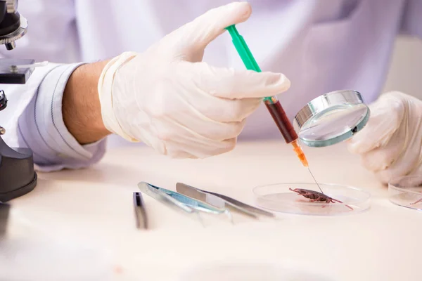 Enteromólogo masculino trabajando en el laboratorio en nuevas especies — Foto de Stock