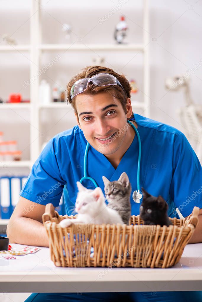 Vet doctor examining kittens in animal hospital