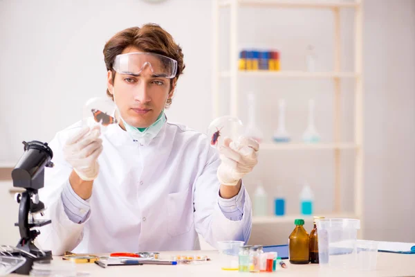 Male entomologist working in the lab on new species — Stock Photo, Image