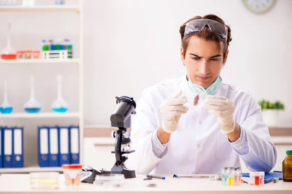 Enteromólogo masculino trabajando en el laboratorio en nuevas especies — Foto de Stock