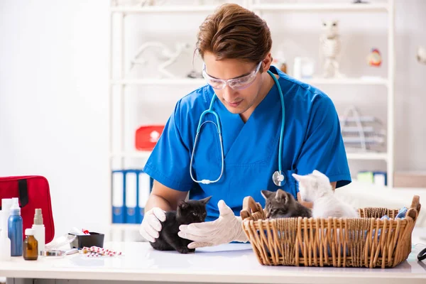Veterinární lékař vyšetřuje koťata ve zvířecí nemocnici — Stock fotografie