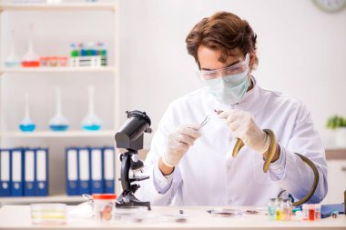 Erkek bilim adamı uyuşturucu sentezi için yılandan zehir çıkarıyor.