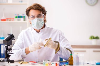 Erkek bilim adamı uyuşturucu sentezi için yılandan zehir çıkarıyor.