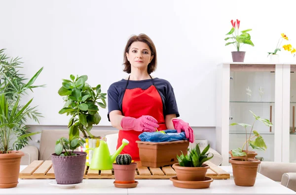 Садовница с растениями в помещении — стоковое фото