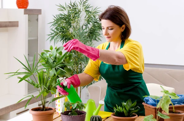 Vrouwelijke tuinman met planten binnenshuis — Stockfoto