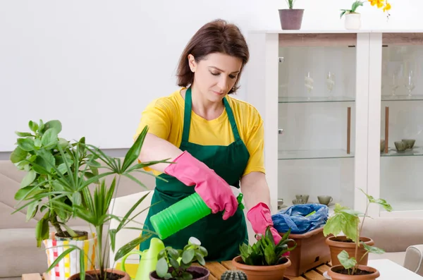 Jardineiro feminino com plantas dentro de casa — Fotografia de Stock