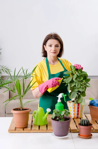 Jardineiro feminino com plantas dentro de casa — Fotografia de Stock