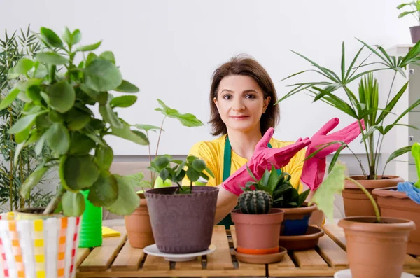 실내 식물으로 여성 정원사 — 스톡 사진