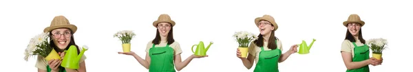 Mädchen gießt Pflanzen auf Weiß — Stockfoto